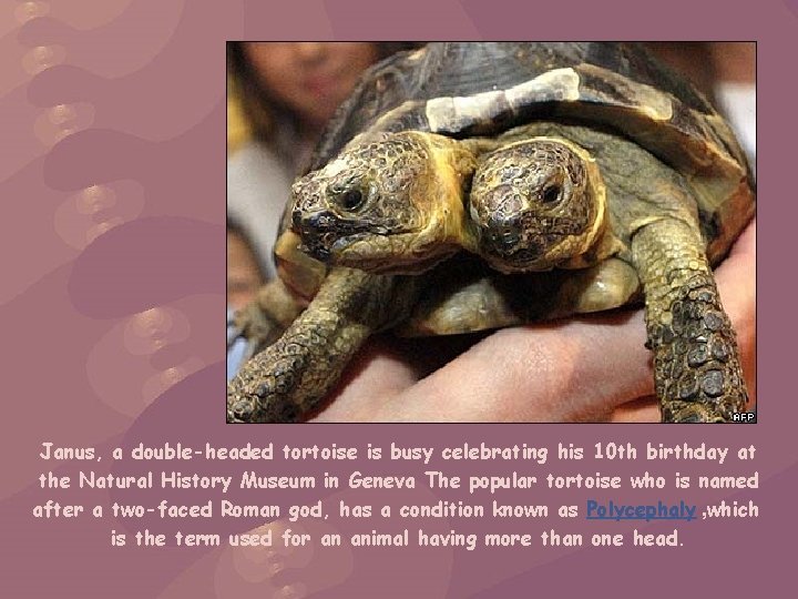 Janus, a double-headed tortoise is busy celebrating his 10 th birthday at the Natural