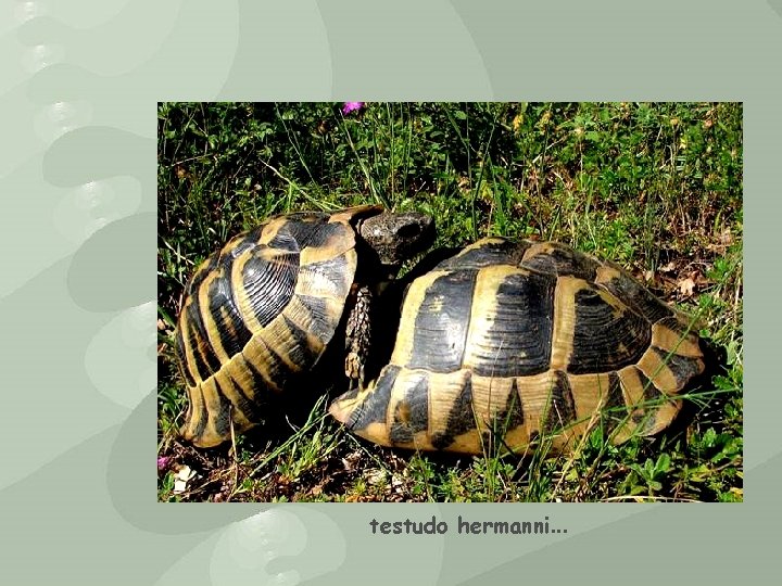 testudo hermanni. . . 