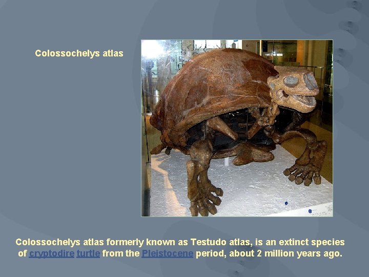 Colossochelys atlas formerly known as Testudo atlas, is an extinct species of cryptodire turtle