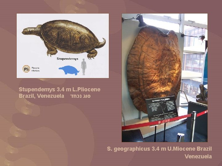 Stupendemys 3. 4 m L. Pliocene Brazil, Venezuela סוג נכחד S. geographicus 3. 4