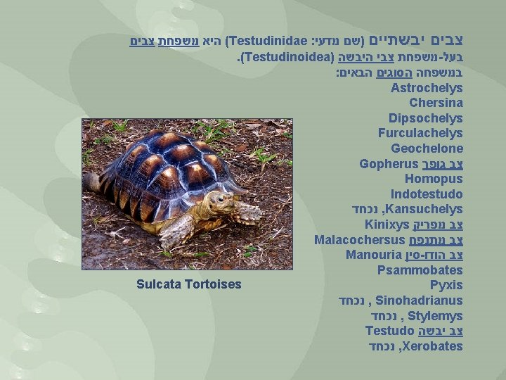  ( היא משפחת צבים Testudinidae : צבים יבשתיים )שם מדעי . (Testudinoidea) משפחת