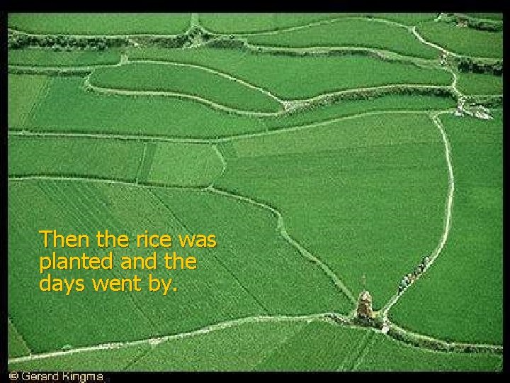 Then the rice was planted and the days went by. 