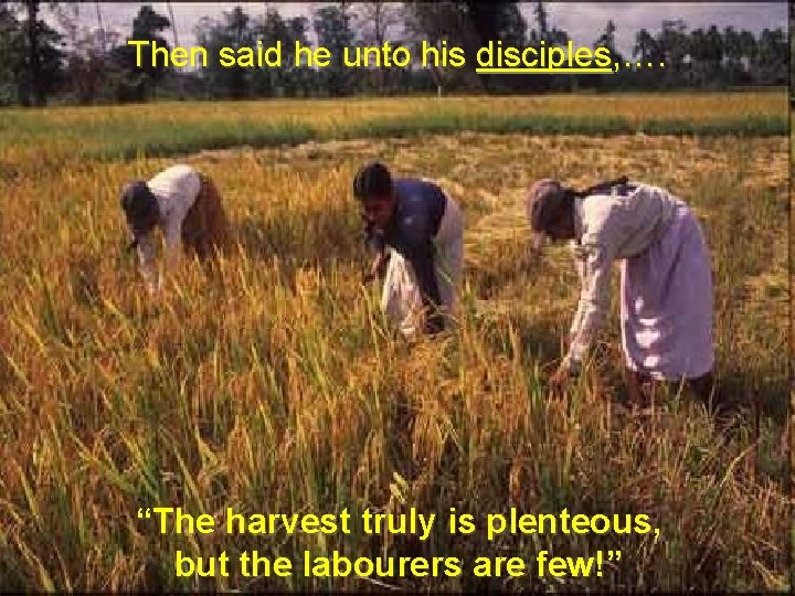 Then said he unto his disciples, …. “The harvest truly is plenteous, but the
