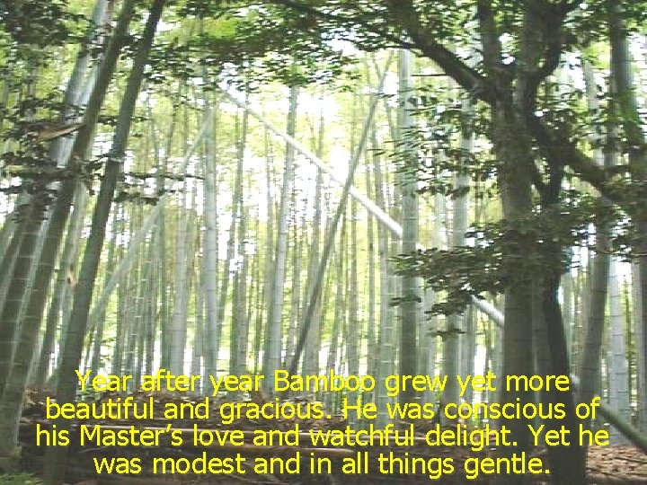 Year after year Bamboo grew yet more beautiful and gracious. He was conscious of