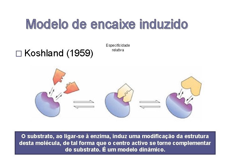 Modelo de encaixe induzido � Koshland (1959) Especificidade relativa O substrato, ao ligar-se à