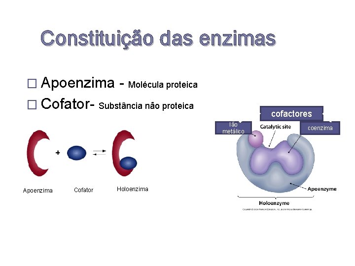 Constituição das enzimas � Apoenzima � Cofator- - Molécula proteica Substância não proteica cofactores
