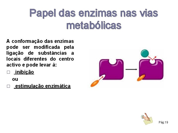Papel das enzimas nas vias metabólicas A conformação das enzimas pode ser modificada pela