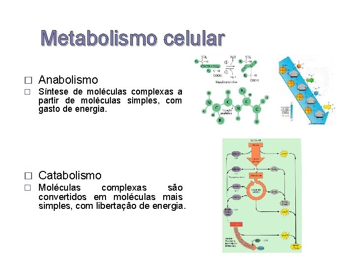 Metabolismo celular � Anabolismo � Síntese de moléculas complexas a partir de moléculas simples,