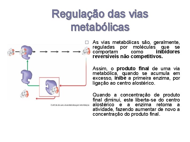 Regulação das vias metabólicas � As vias metabólicas são, geralmente, reguladas por moléculas que