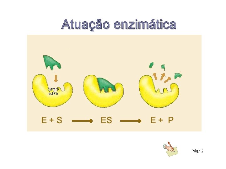 Atuação enzimática Centro activo Pág. 12 