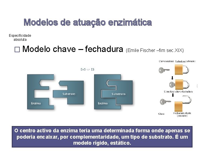 Modelos de atuação enzimática Especificidade absoluta � Modelo chave – fechadura (Emile Fischer –fim