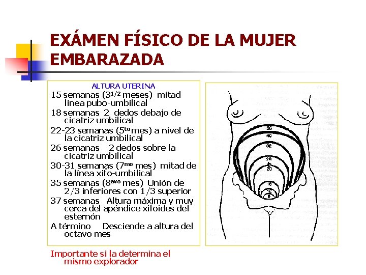 EXÁMEN FÍSICO DE LA MUJER EMBARAZADA ALTURA UTERINA 15 semanas (31/2 meses) mitad línea