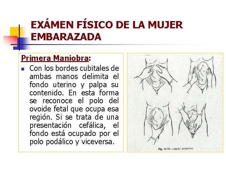 EXÁMEN FÍSICO DE LA MUJER EMBARAZADA Primera Maniobra: n Con los bordes cubitales de