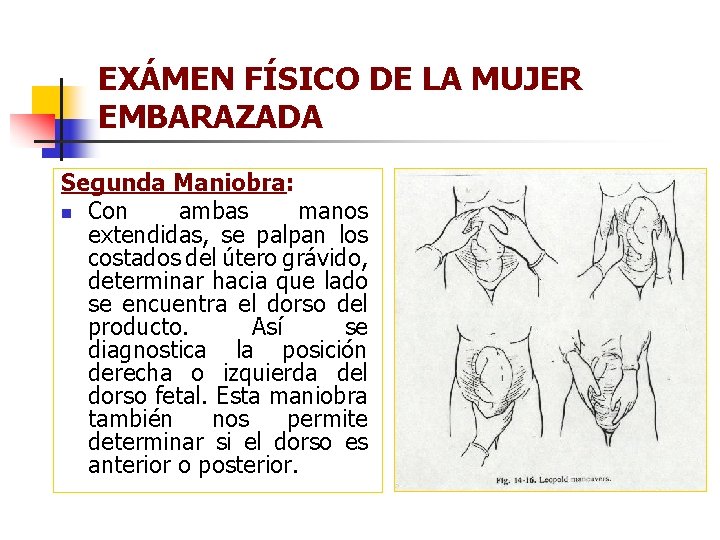 EXÁMEN FÍSICO DE LA MUJER EMBARAZADA Segunda Maniobra: n Con ambas manos extendidas, se