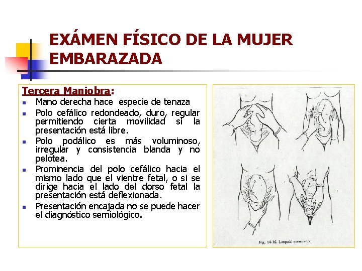 EXÁMEN FÍSICO DE LA MUJER EMBARAZADA Tercera Maniobra: n n n Mano derecha hace