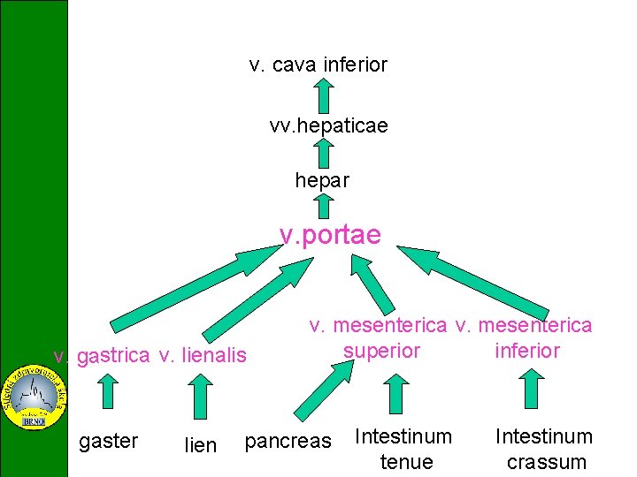 v. cava inferior vv. hepaticae hepar v. portae v. gastrica v. lienalis gaster lien