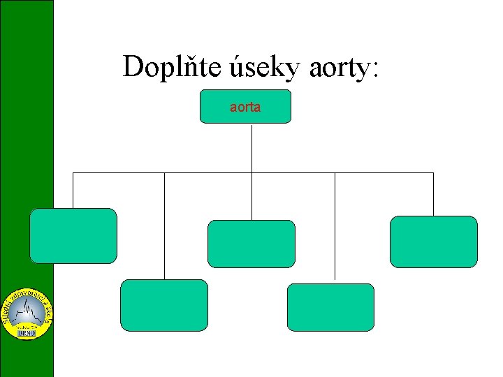 Doplňte úseky aorty: aorta vzestupná ascendentní břišní abdominalis sestupná descendentní oblouk aorty arcus aortae