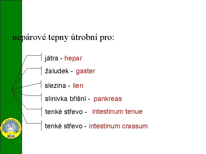 nepárové tepny útrobní pro: játra - hepar žaludek - gaster slezina - lien slinivka