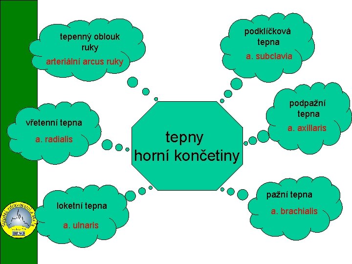 podklíčková tepna tepenný oblouk ruky a. subclavia arteriální arcus ruky podpažní tepna vřetenní tepna