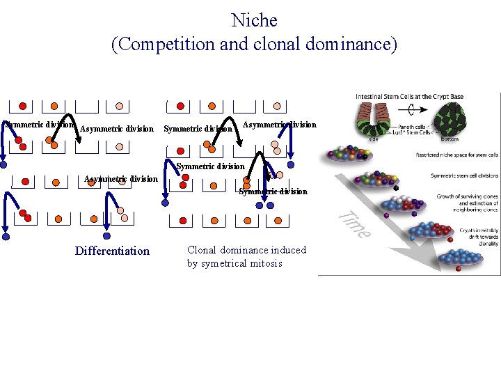 Niche (Competition and clonal dominance) Symmetric division Asymmetric division Symmetric division Differentiation Clonal dominance