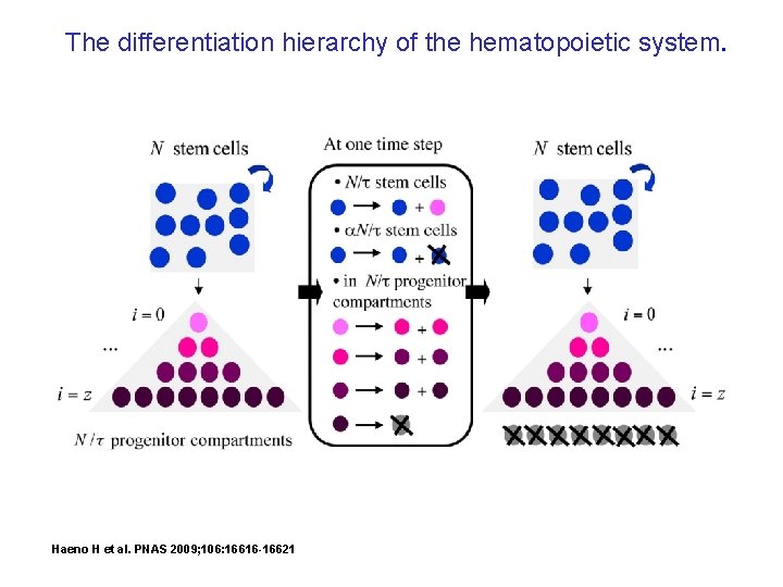 The differentiation hierarchy of the hematopoietic system. Haeno H et al. PNAS 2009; 106: The differentiation hierarchy of the hematopoietic system. Haeno H et al. PNAS 2009; 106: