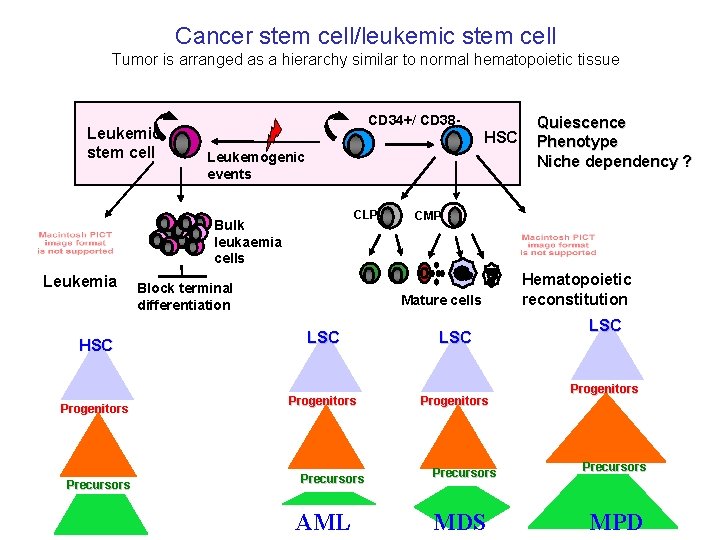 Cancer stem cell/leukemic stem cell Tumor is arranged as a hierarchy similar to normal