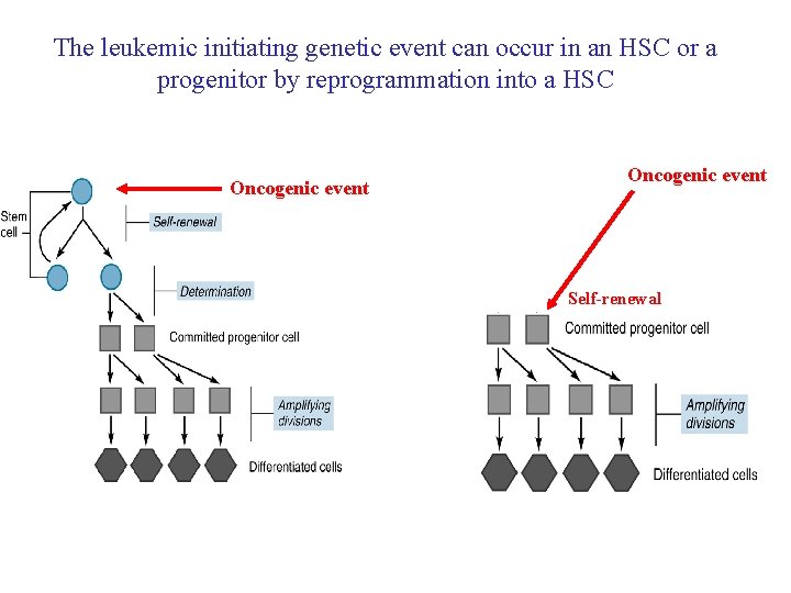 The leukemic initiating genetic event can occur in an HSC or a progenitor by