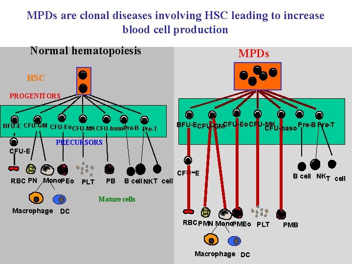 MPDs are clonal diseases involving HSC leading to increase blood cell production Normal hematopoiesis