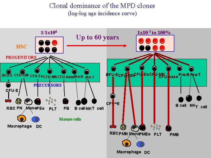 Clonal dominance of the MPD clones (log-log age incidence curve) 1/1 x 106 Up