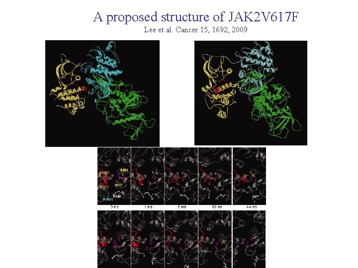 A proposed structure of JAK 2 V 617 F Lee et al. Cancer 15,
