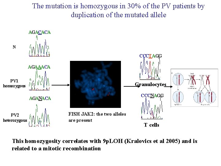 The mutation is homozygous in 30% of the PV patients by duplication of the