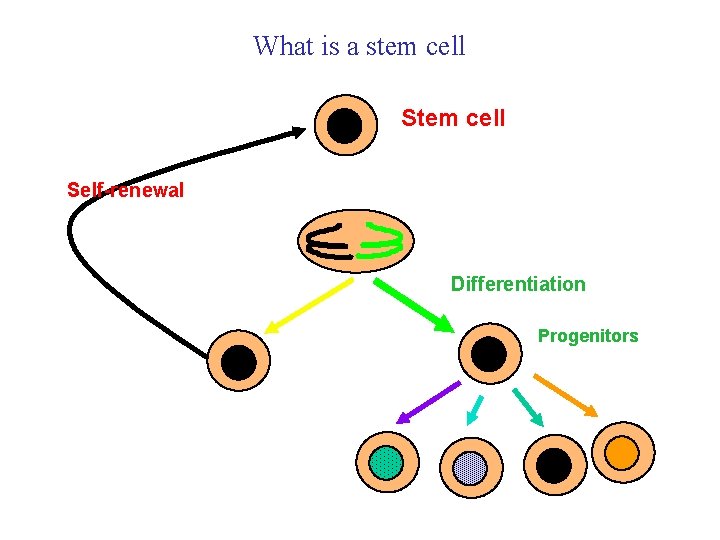 What is a stem cell Self-renewal Differentiation Progenitors What is a stem cell Self-renewal Differentiation Progenitors