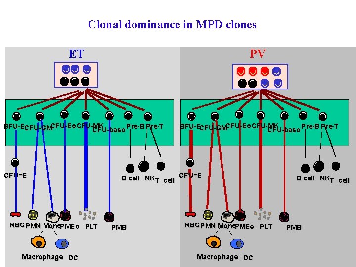 Clonal dominance in MPD clones ET PV BFU-ECFU-GMCFU-Eo CFU-MK Pre-B Pre-T CFU-baso - CFU