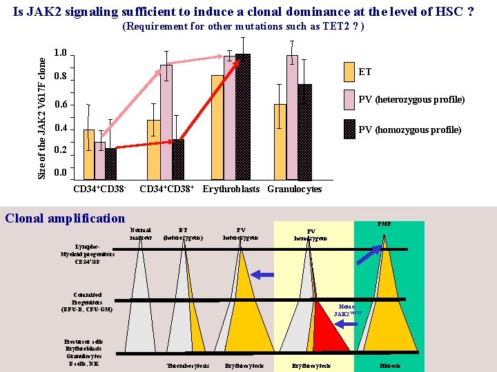 Is JAK 2 signaling sufficient to induce a clonal dominance at the level of