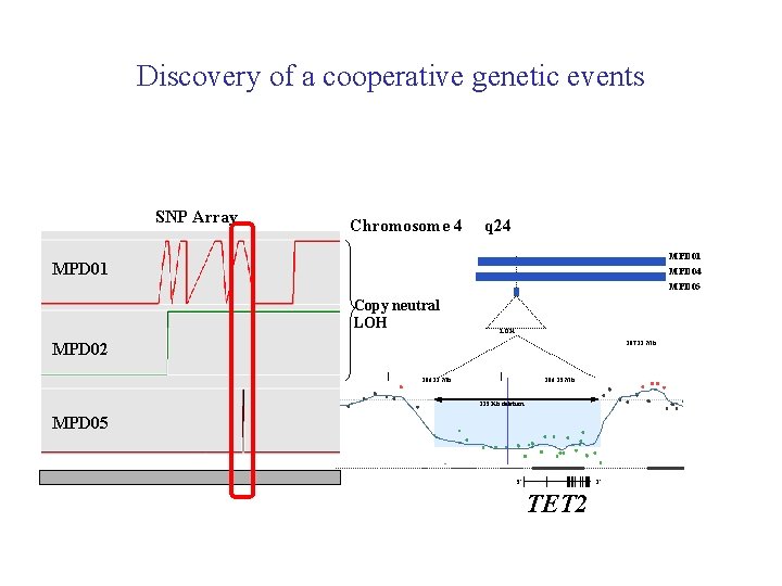 Discovery of a cooperative genetic events SNP Array Chromosome 4 q 24 MPD 01