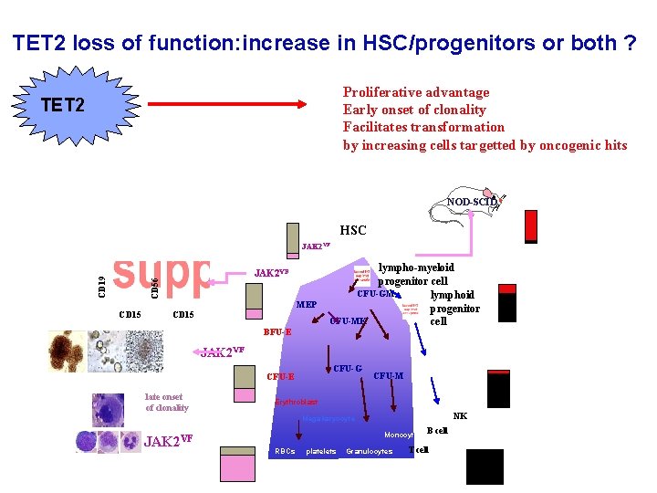 TET 2 loss of function: increase in HSC/progenitors or both ? Proliferative advantage Early TET 2 loss of function: increase in HSC/progenitors or both ? Proliferative advantage Early