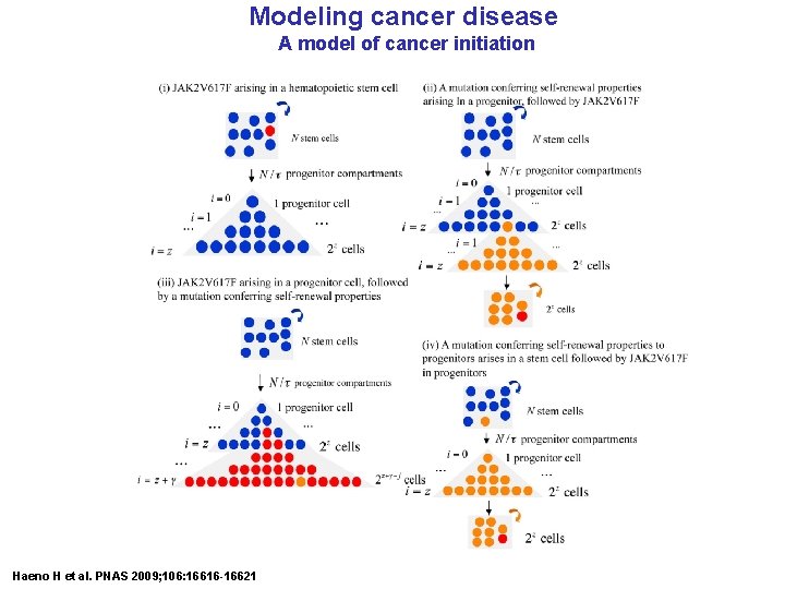 Modeling cancer disease A model of cancer initiation Haeno H et al. PNAS 2009;