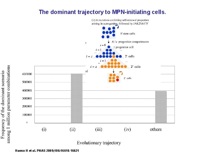 The dominant trajectory to MPN-initiating cells. Haeno H et al. PNAS 2009; 106: 16616 The dominant trajectory to MPN-initiating cells. Haeno H et al. PNAS 2009; 106: 16616