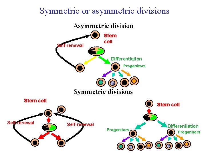 Symmetric or asymmetric divisions Asymmetric division Self-renewal Stem cell Differentiation Progenitors Symmetric divisions Stem