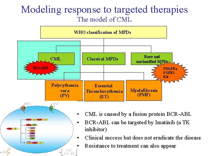 Modeling response to targeted therapies The model of CML WHO classification of MPDs Classical