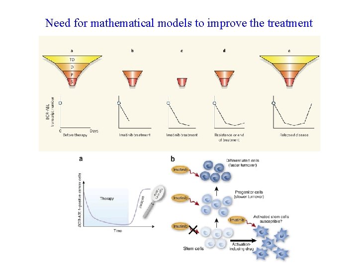 Need for mathematical models to improve the treatment 