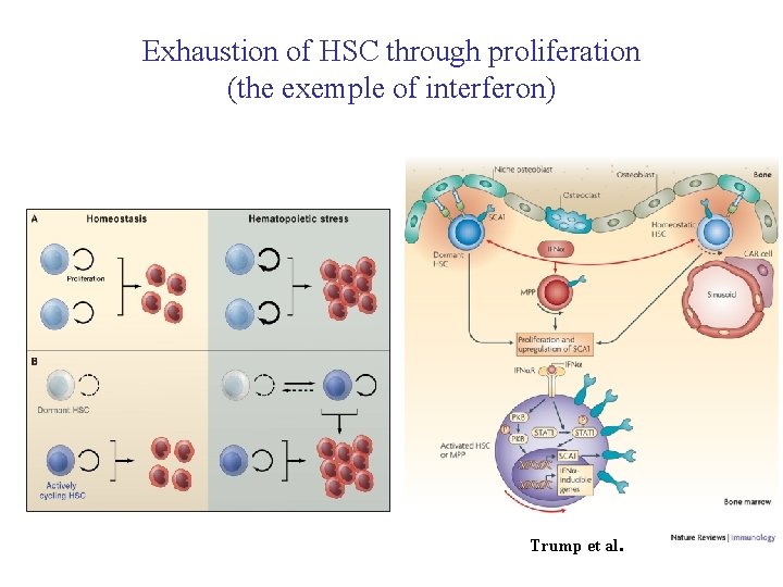 Exhaustion of HSC through proliferation (the exemple of interferon) Trump et al. Exhaustion of HSC through proliferation (the exemple of interferon) Trump et al.