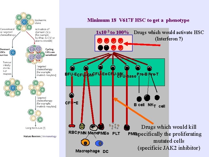 Minimum 18 V 617 F HSC to get a phenotype 1 x 10 -3 Minimum 18 V 617 F HSC to get a phenotype 1 x 10 -3