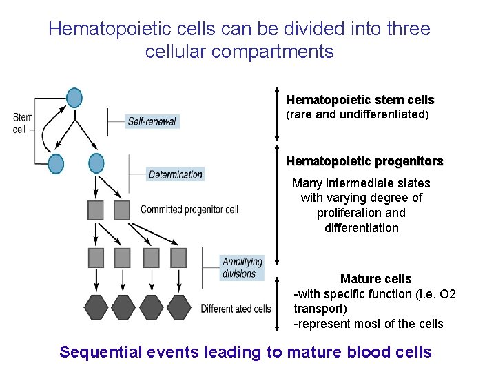 Hematopoietic cells can be divided into three cellular compartments Hematopoietic stem cells (rare and