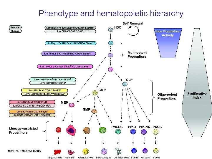 Phenotype and hematopoietic hierarchy 