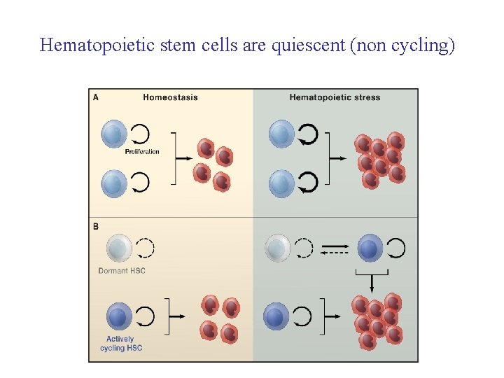 Hematopoietic stem cells are quiescent (non cycling) 