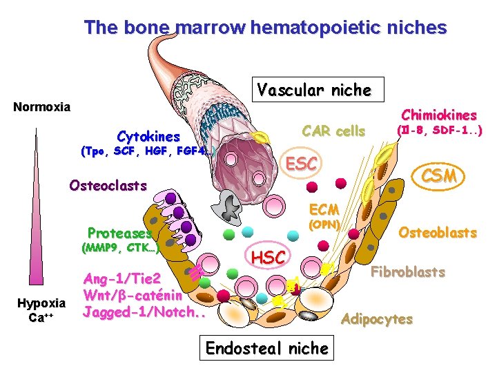 The bone marrow hematopoietic niches Vascular niche Normoxia CAR cells Cytokines (Tpo, SCF, HGF,