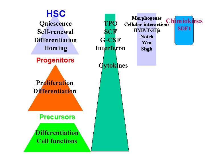 HSC Quiescence Self-renewal Differentiation Homing Progenitors Proliferation Differentiation Precursors Differentiation Cell functions Morphogenes TPO