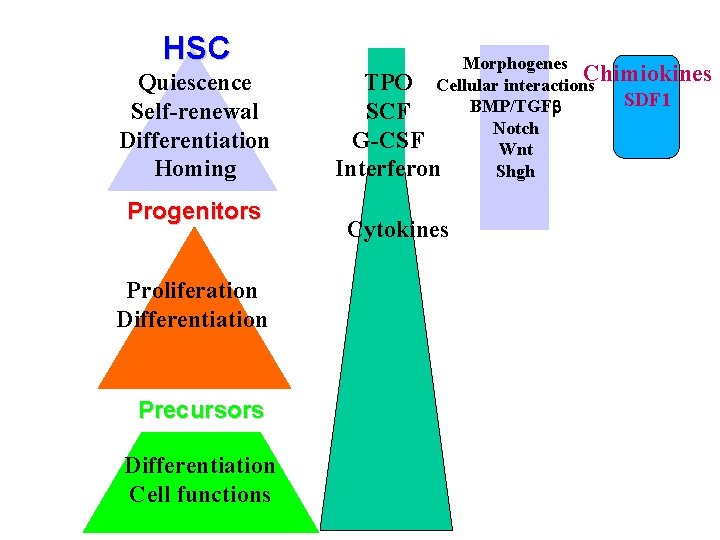 HSC Quiescence Self-renewal Differentiation Homing Progenitors Proliferation Differentiation Precursors Differentiation Cell functions Morphogenes TPO HSC Quiescence Self-renewal Differentiation Homing Progenitors Proliferation Differentiation Precursors Differentiation Cell functions Morphogenes TPO