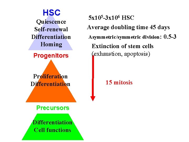 HSC Quiescence Self-renewal Differentiation Homing Progenitors Proliferation Differentiation Precursors Differentiation Cell functions 5 x